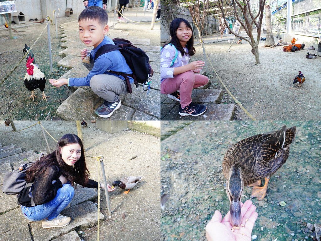 餵食可愛動物.jpg