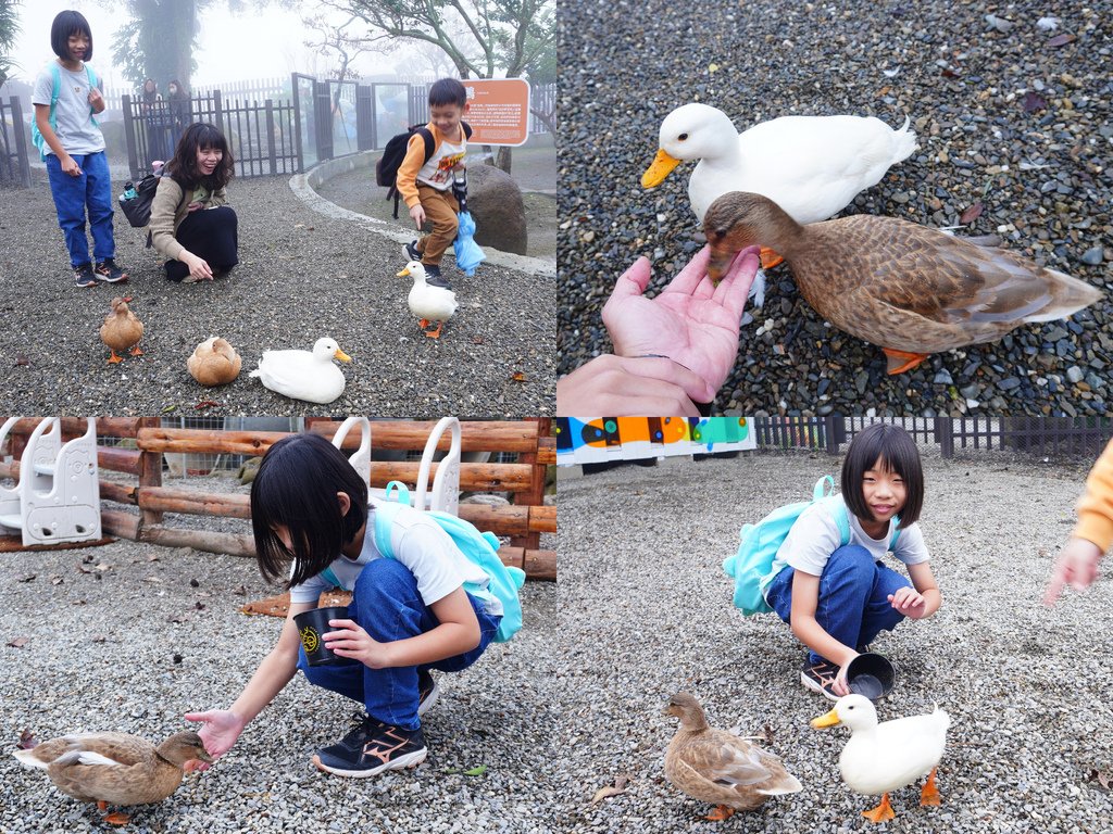 可爾鴨超可愛.jpg