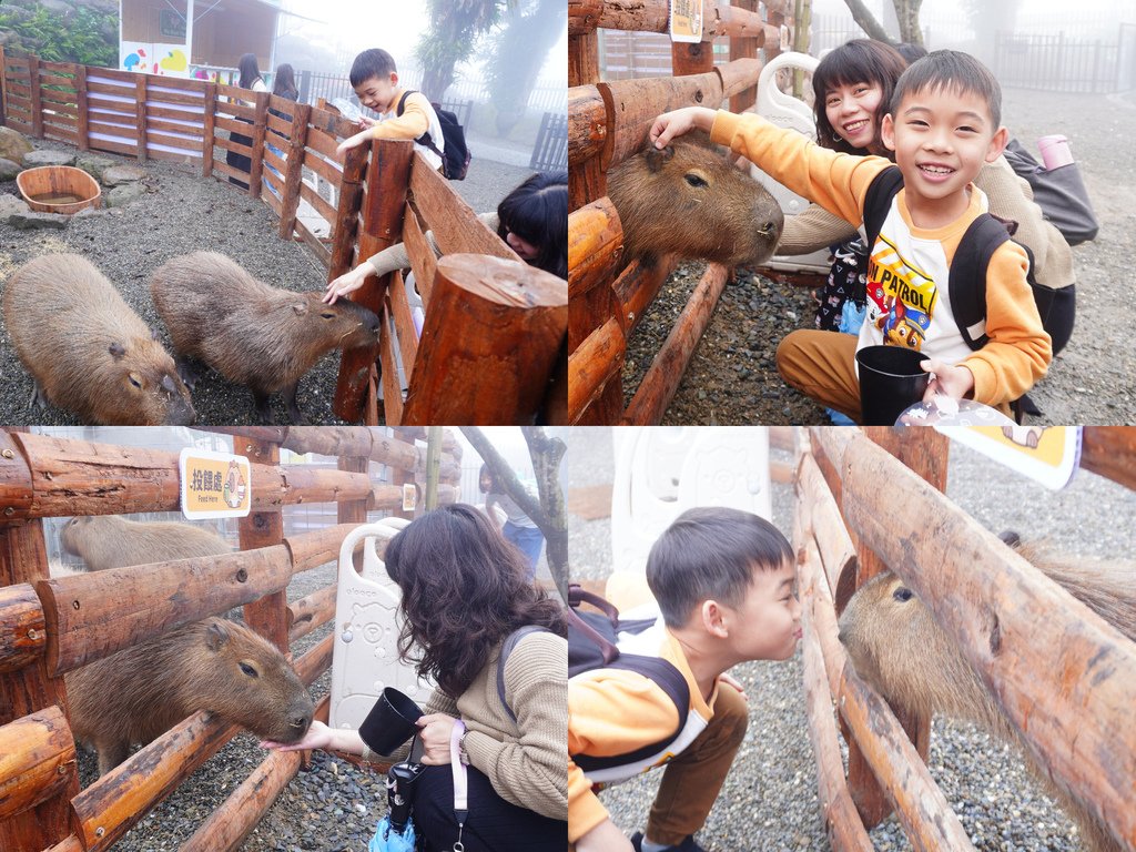 彥最愛的卡皮巴拉.jpg