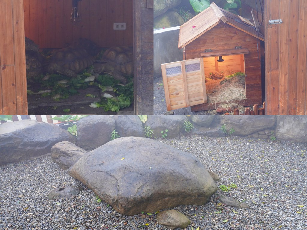 陸龜的家.jpg
