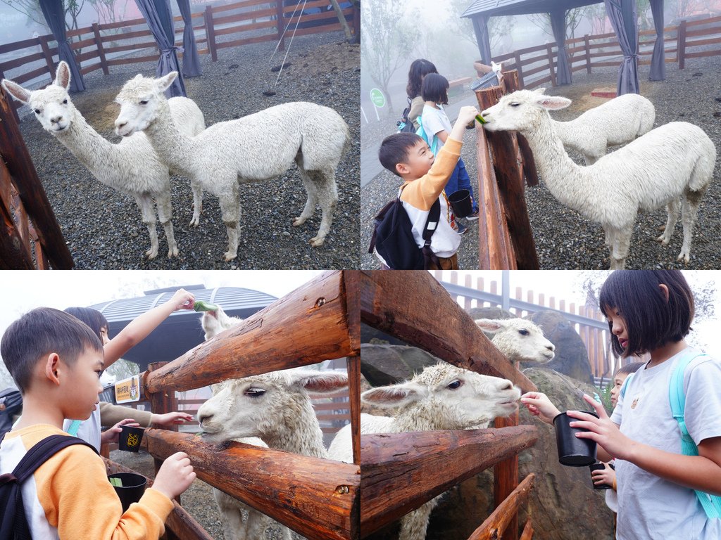 餵羊駝.jpg