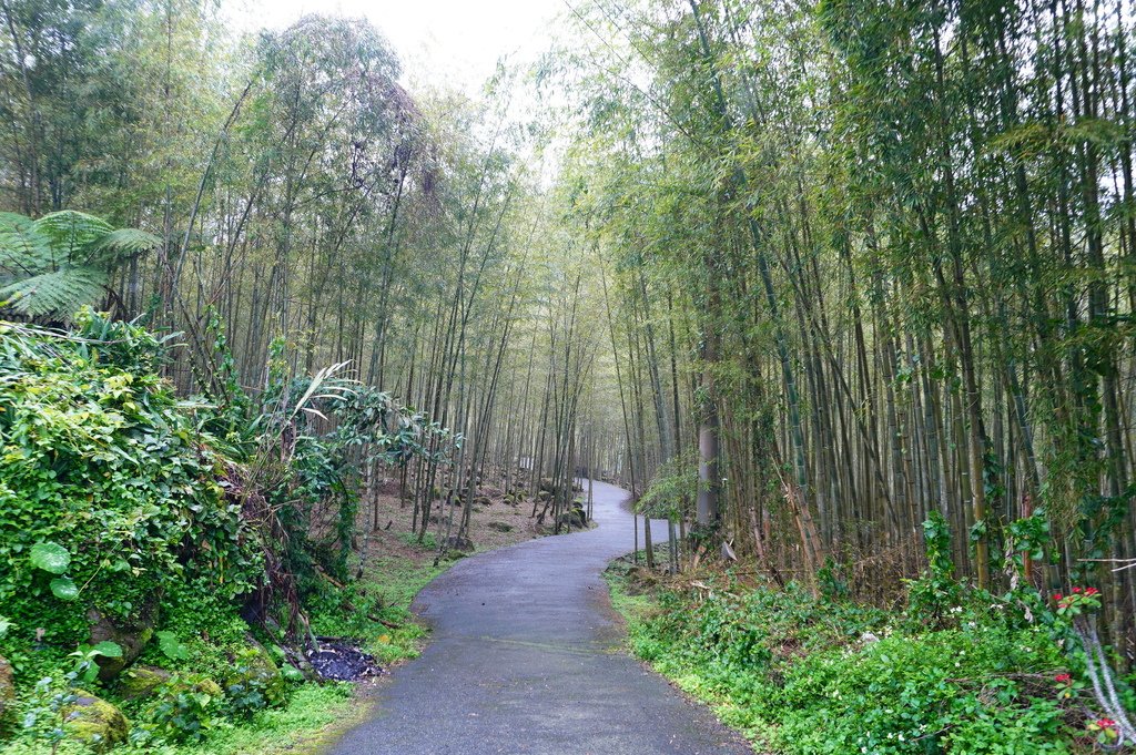 竹林秘境 (2).JPG