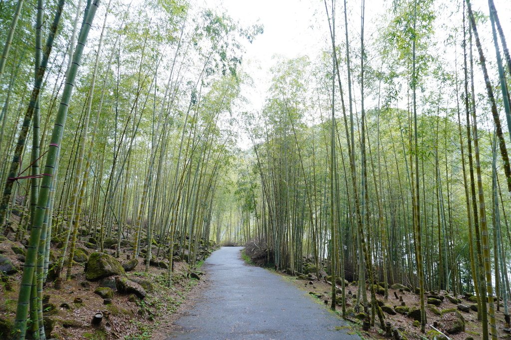 竹林秘境 (3).JPG