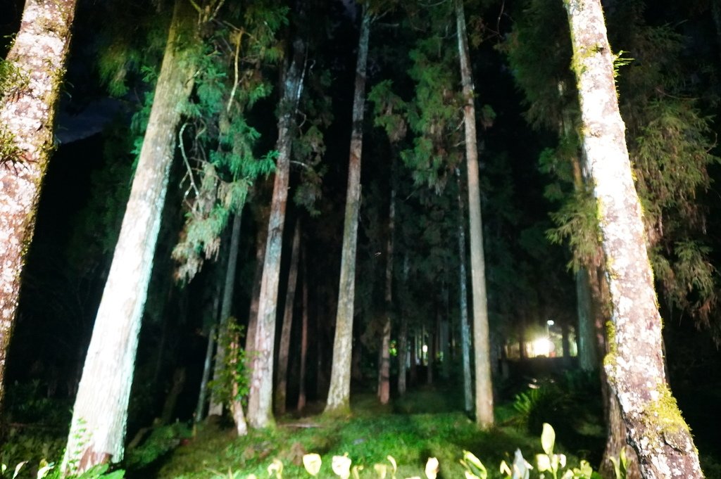 溪頭夜間導覽 (29).JPG