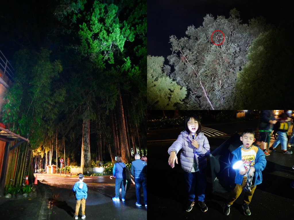 找飛鼠.jpg