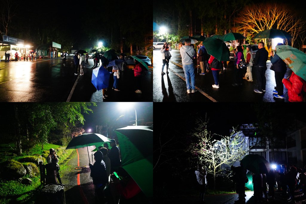溪頭夜遊兩大團真壯觀.jpg