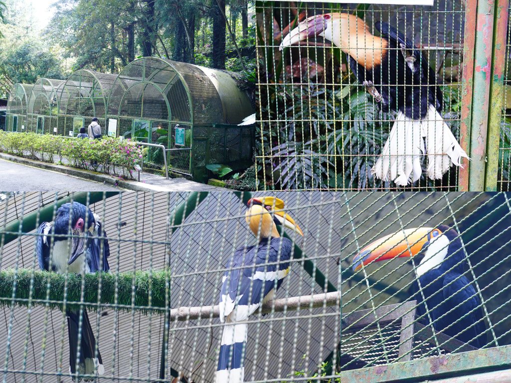 布萊斯_噪_雙角犀鳥，大嘴鳥.jpg