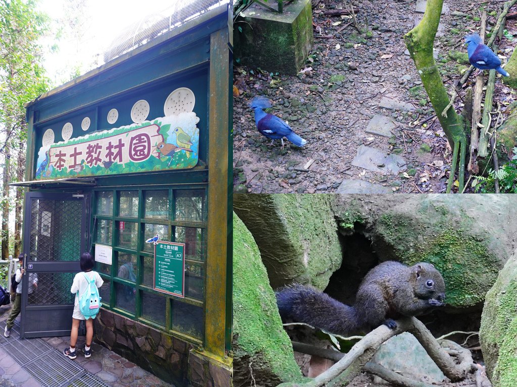 藍冠鴿.jpg