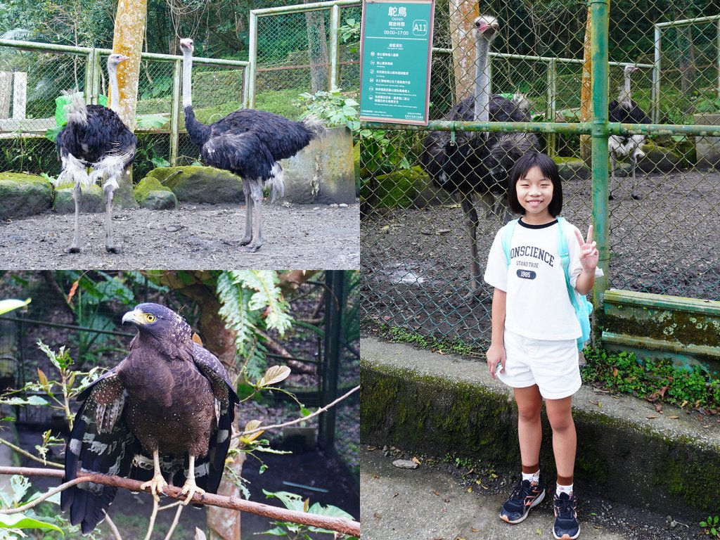 駝鳥與鷹園大冠鷲.jpg