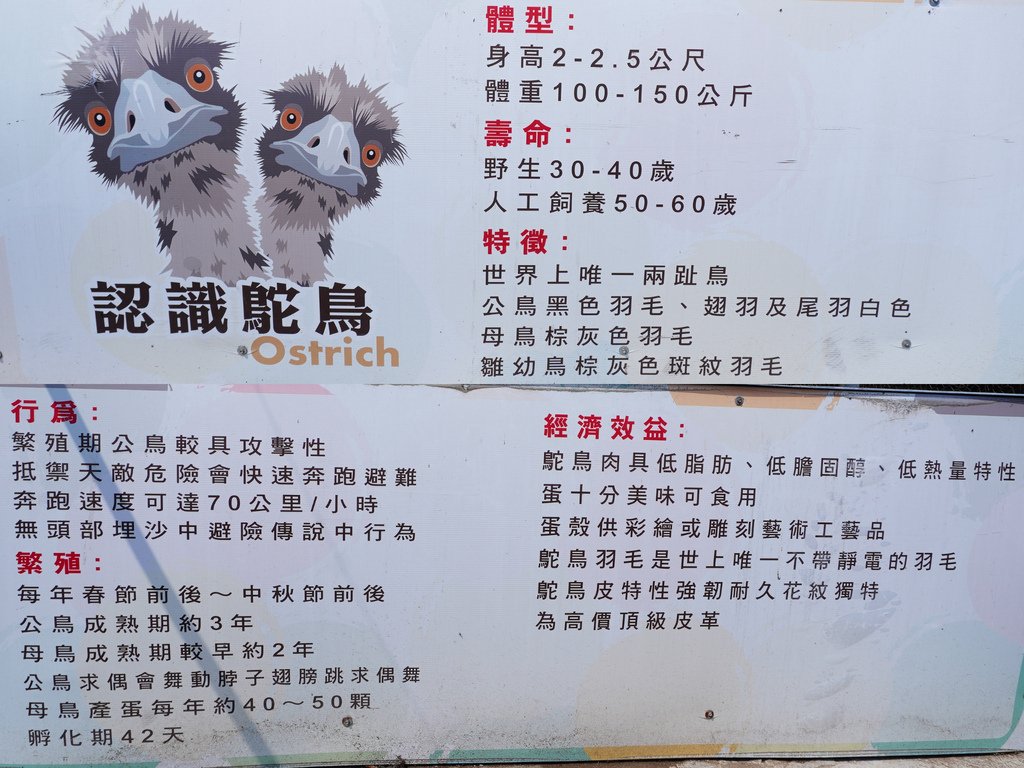 認識鴕鳥.jpg