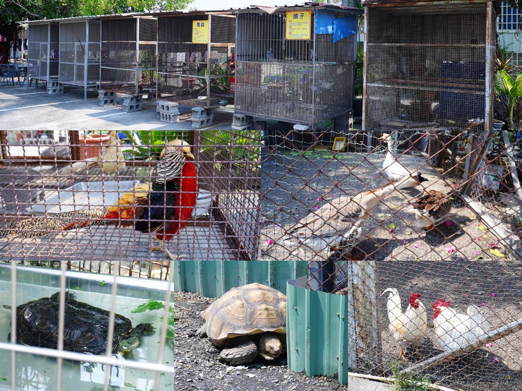 嶺東農場可愛動物.jpg