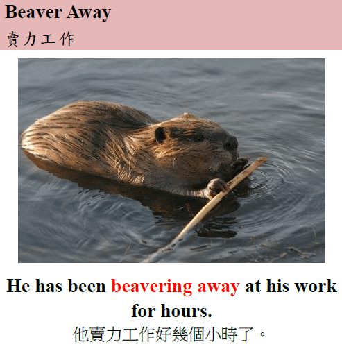 beaver