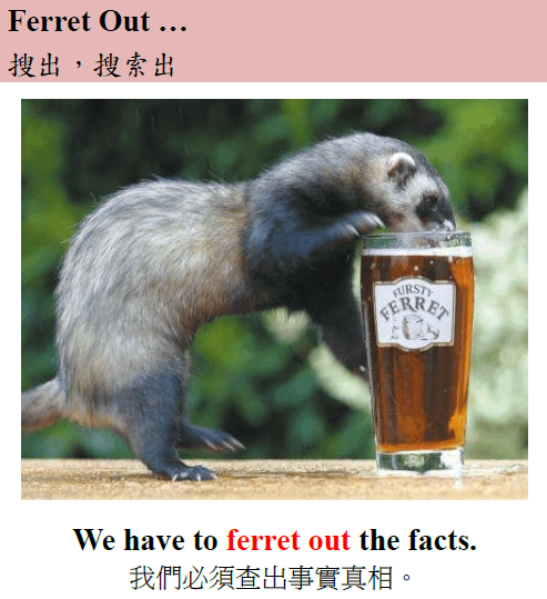 ferret