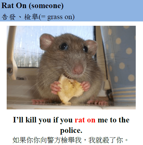 rat on