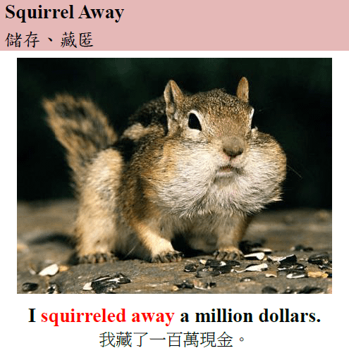squirrel
