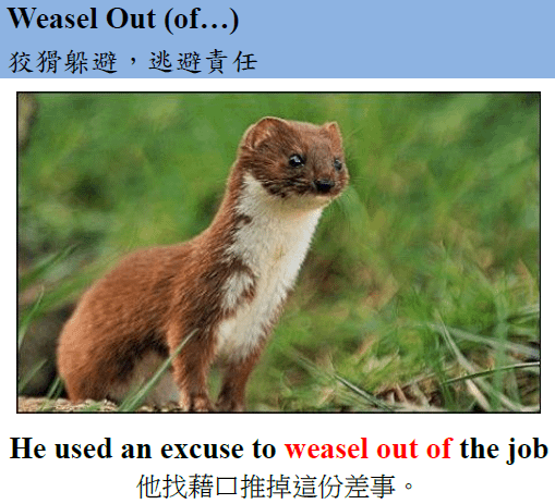 weasel