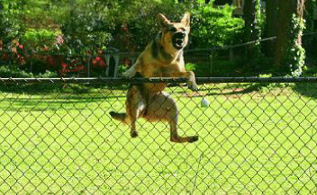 fence in dog