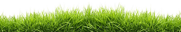 grass