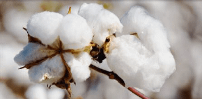 cotton