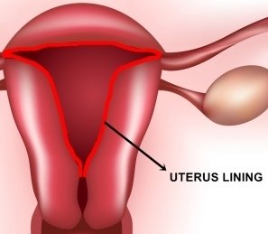 Menstruation-uterus-lining