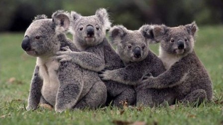 cute-animals-pictures-koala-bears-lined-up