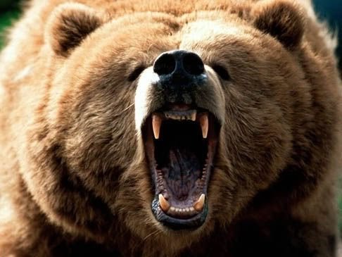 Great_Grizzly_Bear_Bellowing.jpg