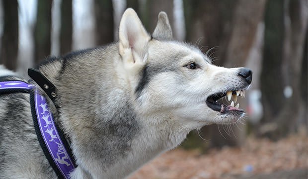 bigstock-Dissatisfied-Husky-grin-75665173.jpg