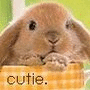 76281.gif