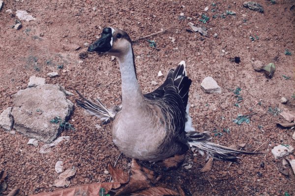Goose-2.jpg