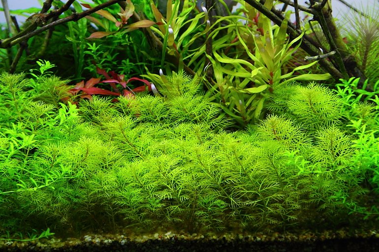 火盾草