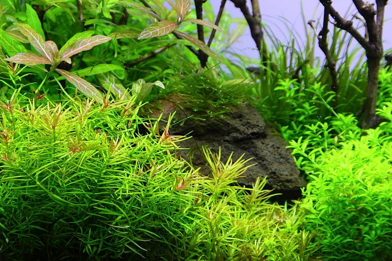 牛頓草