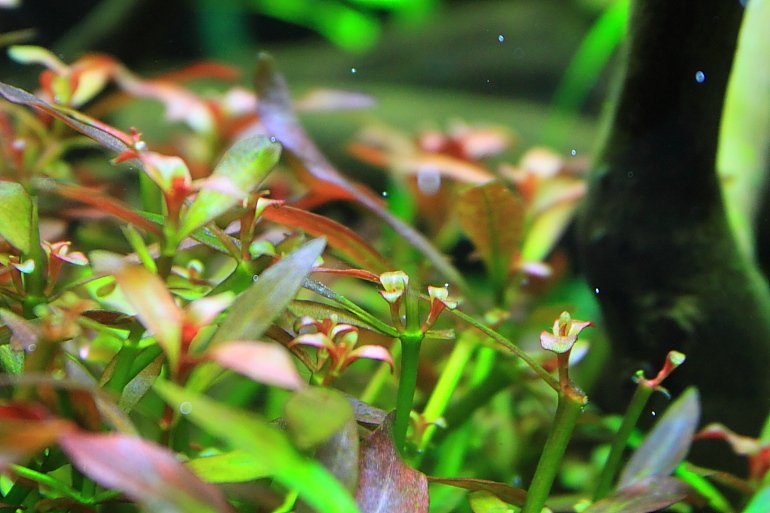 促進側芽生長3