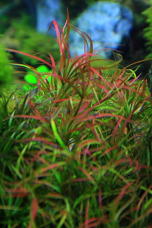 燈心草1