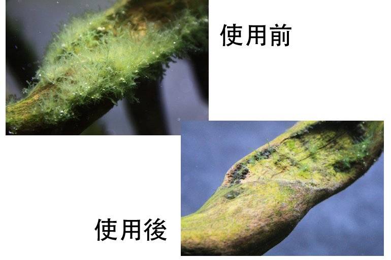 除藻成效1