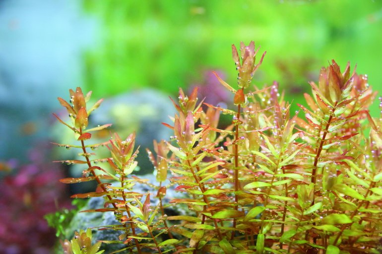 修剪水草2