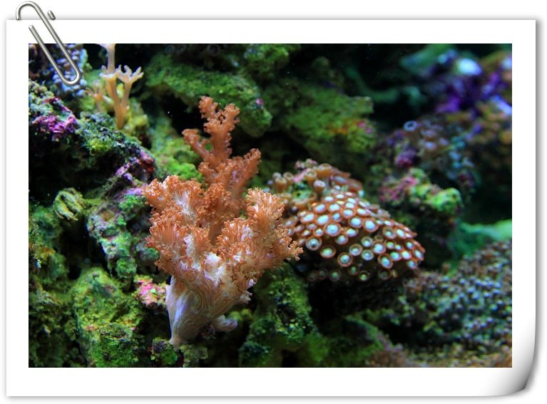 海水缸-4.JPG