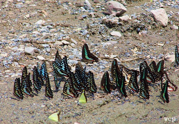 青鳳蝶吸水