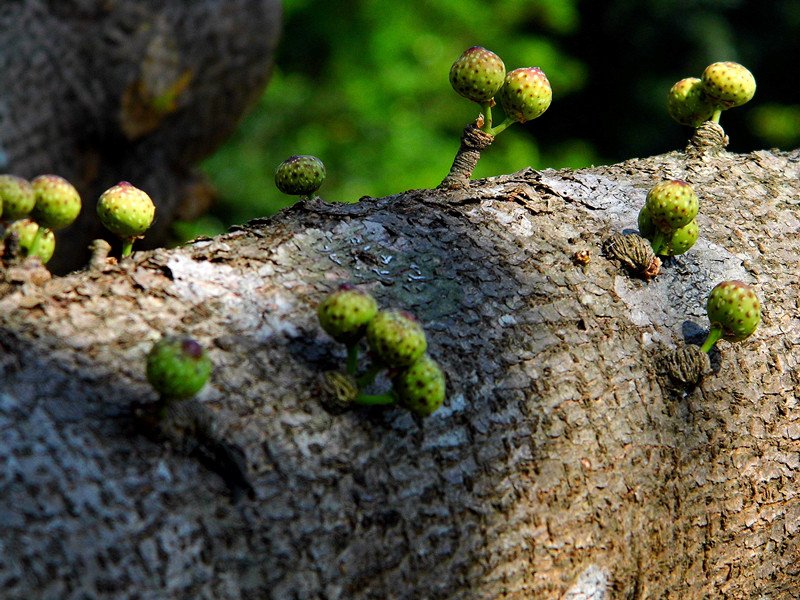 Ficus wightiana Wall. ex Benth._1.jpg