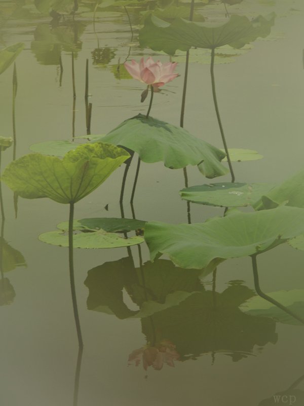 Lotus-Flower.jpg