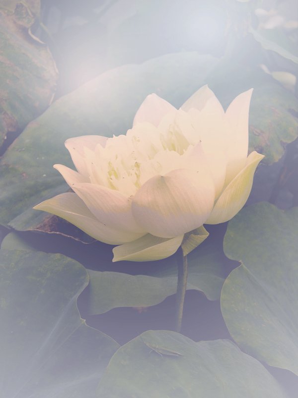 lotus-flower_1_1.jpg