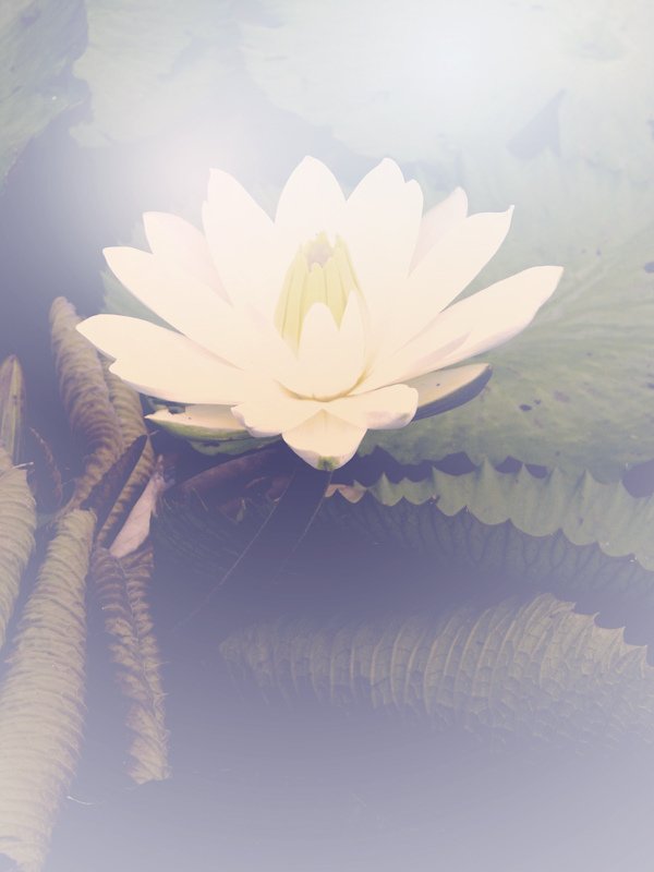 winter-lotus-flower_2.jpg