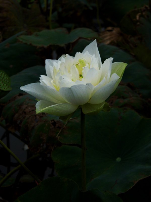 lotus-flower-2_2.jpg