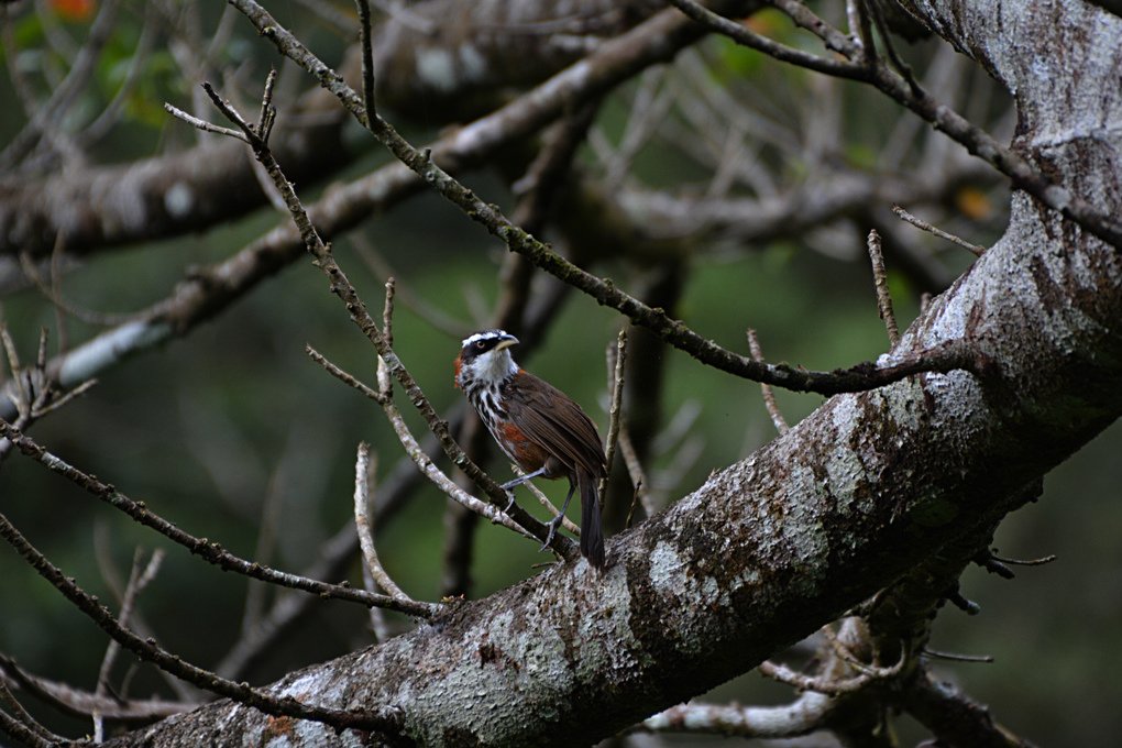 小彎嘴畫眉-Lesser-Scimitar-Babbler-(Pomatorhinus-ruficollis)_1.jpg