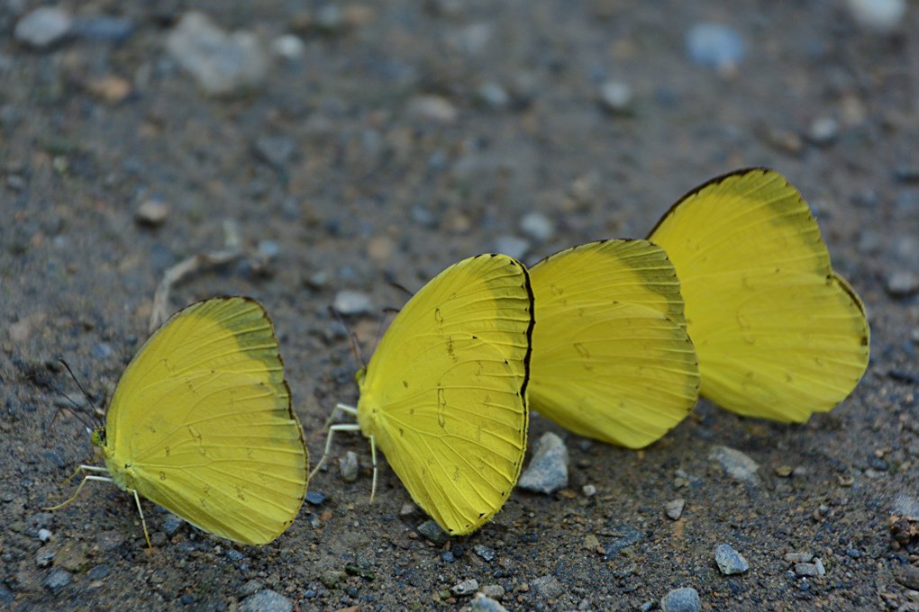 台灣黃蝶-Eurema-blanda-arsakia-(-Fruhstorfer,-1910)_1.jpg