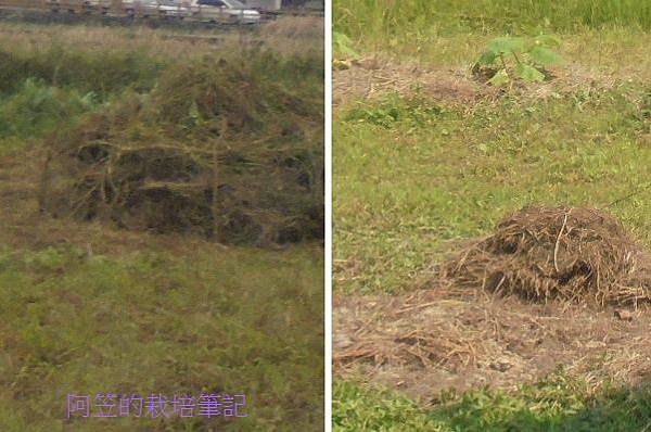 橘南瓜_06.jpg