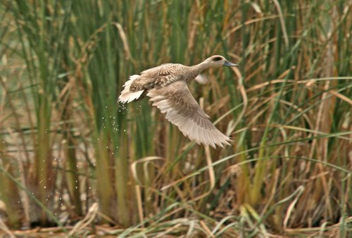 Marbled-Teal.-Mudhafar-Salim-Nature-Iraq2.jpg