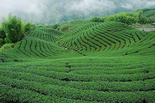 八卦茶園.jpg