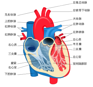 心臟為何不會罹癌?