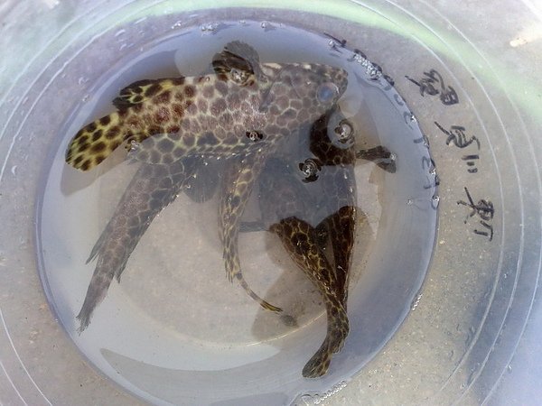 抱墩捉魚