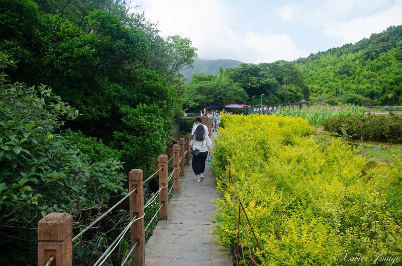 陽明山_水車寮_高家繡球花田 4